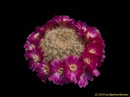 Sulcorebutia santiaginiensis HS109-11 2067